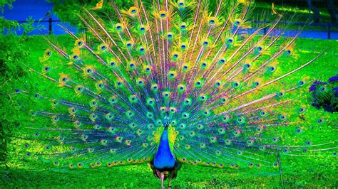 Colorful Birds Wallpapers - Top Free Colorful Birds Backgrounds ...