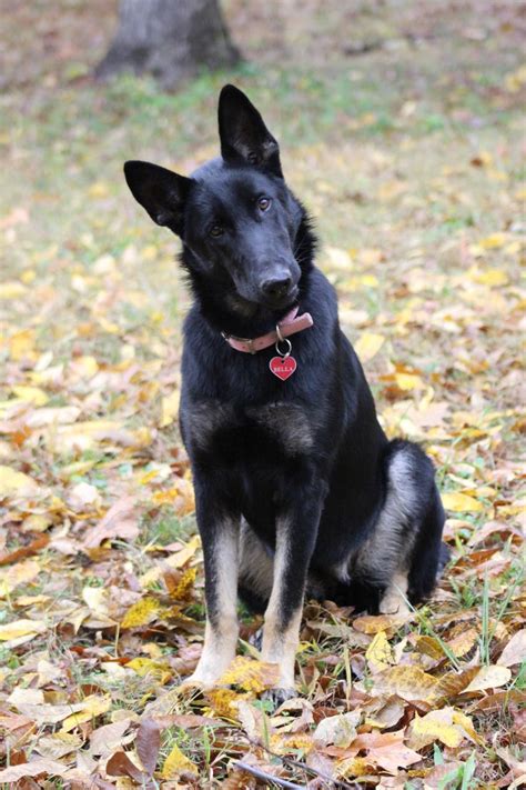 115 best Black Shepherds & Belgian Malinois images on Pinterest ...