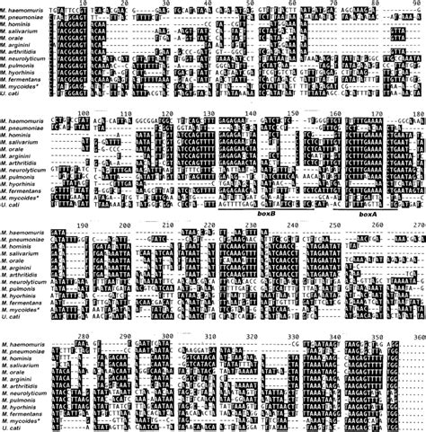 Nucleotide sequence alignment of the 13 species including M.... | Download Scientific Diagram