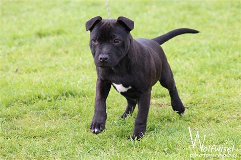 Black-brindle-staffy-puppies-for-sale ambkaid