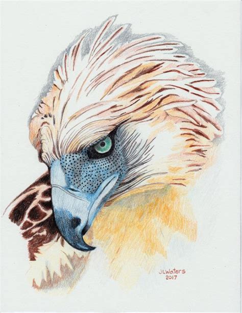 20+ New For Philippine Eagle Drawing Easy With Color - Sarah Sidney Blogs