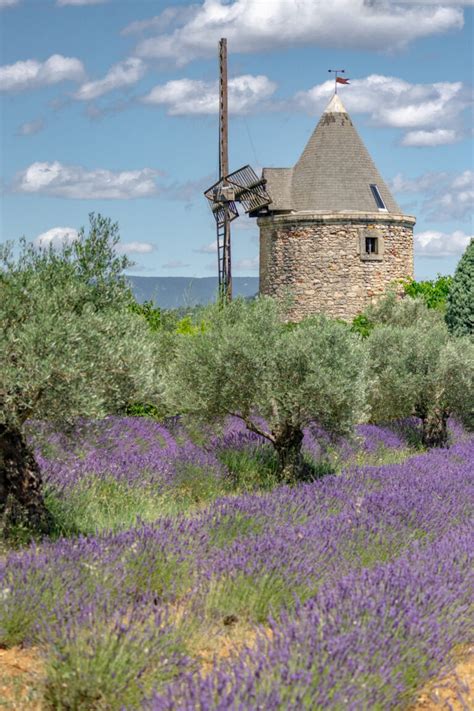 Visiting the Luberon Lavender Fields of Provence, France