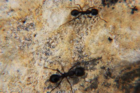 Ants 1 | experiments in micro photography (zoom lens with ma… | Flickr
