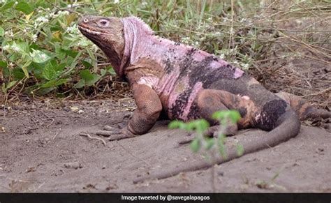 Endangered Pink Iguana Hatchlings Spotted For The First Time On ...