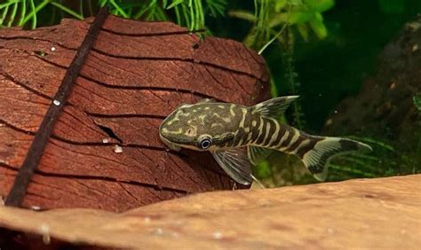 Otocinclus Catfish Guide: Size, Care, Food & Tank Mates