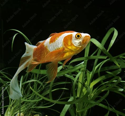 Veiltail Goldfish, carassius auratus Stock Photo | Adobe Stock