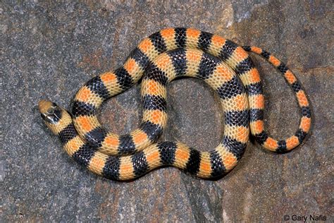 Banded California Snakes