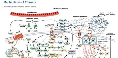 COVID-19 & Fibrosis: Long-term Damage Beyond Acute Respiratory Symptoms