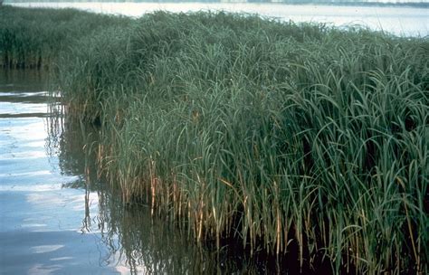 The Plant Life - Estuaries