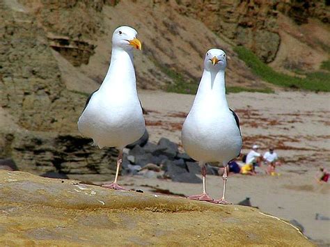 Free picture: seagulls, ocean, beach