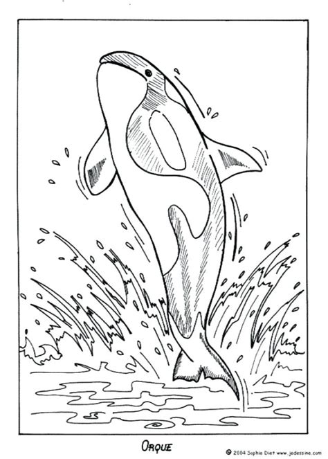 Shamu Coloring Pages at GetColorings.com | Free printable colorings ...