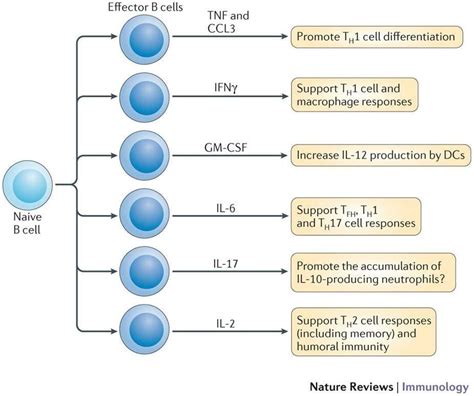 Antibody-independent functions of B cells: a focus on cytokines : Cytokine production by B cells ...