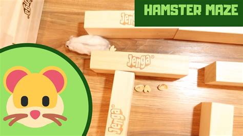 Hamster Maze Play Time! - YouTube