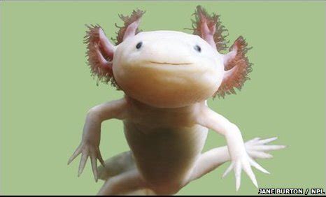 BBC - Earth News - Axolotl verges on wild extinction