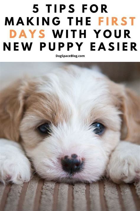 New puppy checklist – Artofit