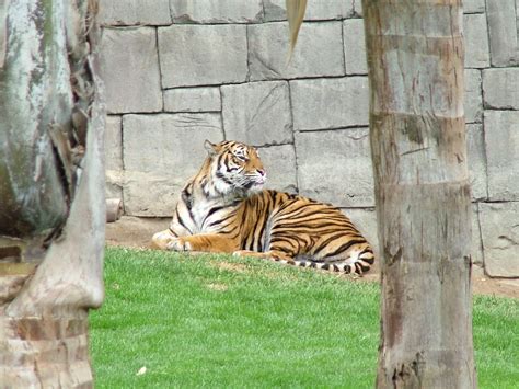 Fuengirola zoo | Tiger at Fuengirola zoo | Steve Jones | Flickr