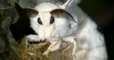 Venezuelan Poodle Moth Facts