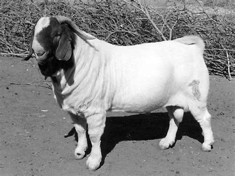 Boer Goats - Small Farmer's JournalSmall Farmer's Journal