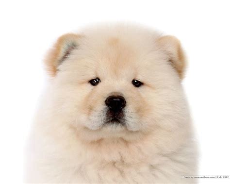 Chow Chow Puppy Wallpaper - Puppies Wallpaper (13936784) - Fanpop