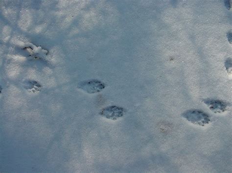 Skunk tracks in snow | Skunk tracks? Yup, skunk tracks. | Terry Miesle | Flickr