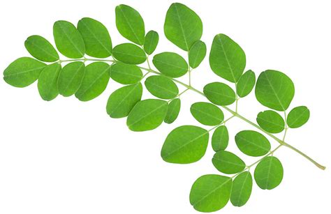 Are you using Moringa leaves in your diet? What is its medicinal ...