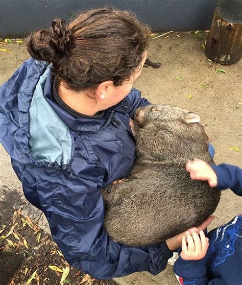 Happy Wombat Day! . Did you know that wombats have backwards facing pouches? . Heres me cuddling ...