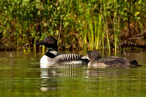 Golden Days Loon Nature Sanctuary - Gardner Addition - Grand Traverse Regional Land Conservancy ...