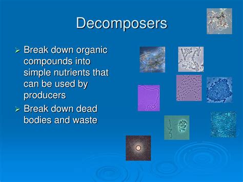 PPT - Aquatic Biomes PowerPoint Presentation - ID:528098