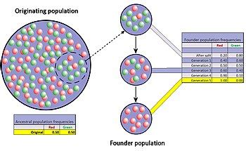 Genetic drift - Wikipedia