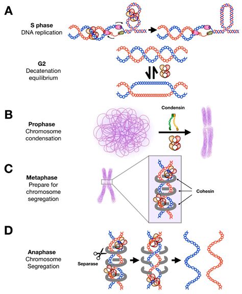 Genes | Free Full-Text | Cell Cycle-Dependent Control and Roles of DNA Topoisomerase II