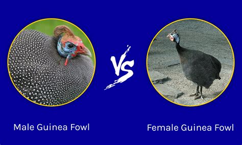 Male vs Female Guinea Fowl: What Are The Differences? - Wikipedia Point