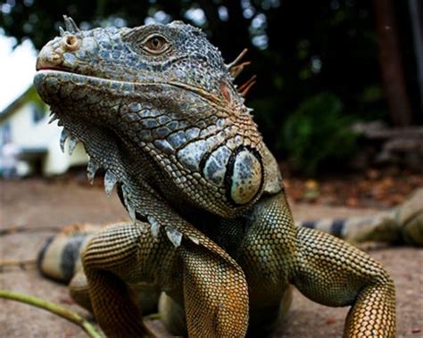 Honduran wildlife... | Green iguana, Iguana, Animals