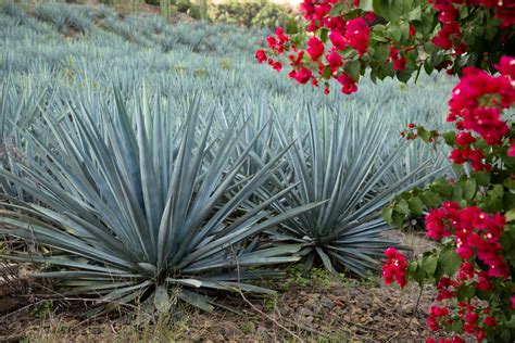 The Different Types of Tequila | Sip Tequila