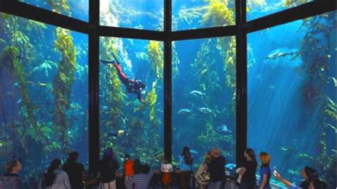 Hooray, it's Monterey Bay Aquarium's first-ever adult sleepover