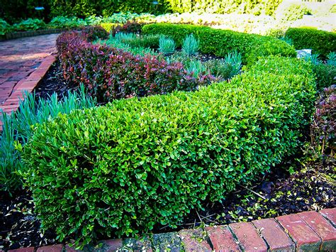 Korean Boxwood Shrubs For Sale Online | The Tree Center™