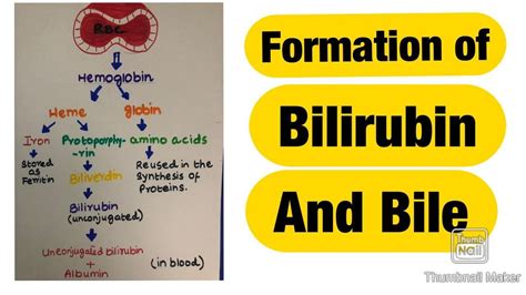 Formation of Bilirubin, Bile and its functions. - YouTube