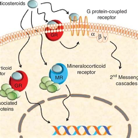 2 Corticosteroid receptors. The glucocorticoid receptors (GR) and... | Download Scientific Diagram