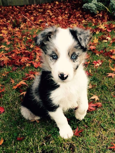 47+ Border Collie Puppies Merle Photo - Bleumoonproductions