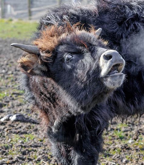 Aurochs, Young Animals in the Forest. the European Bison Bison Bonasus ...