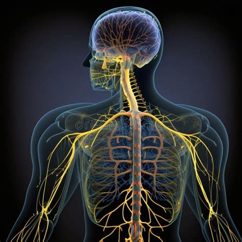 A Schematic Image of the Human Nervous System, Featuring the Brain, Spinal Cord, and Peripheral ...