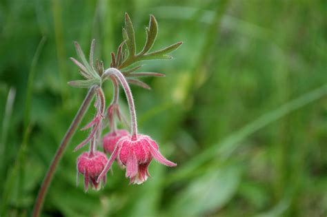 How to Grow and Care for Prairie Smoke (Geum triflorum)