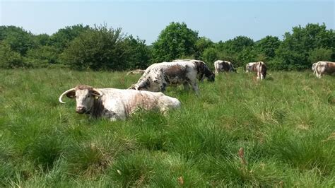 Longhorn Cattle - North East London Local Group