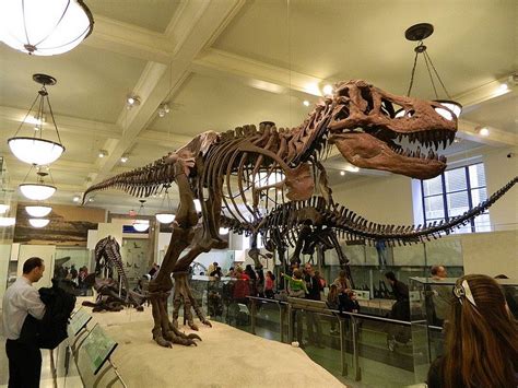 Tyrannosaurus Rex | Dinosaur museum, New york museums, Smithsonian museum