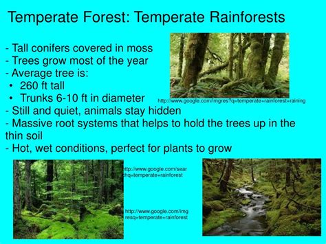 PPT - Forest Biomes PowerPoint Presentation, free download - ID:1772259