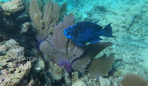 SIMPLY JUST Snorkeling // Looe Key Reef, Florida Keys – Destination Adrift