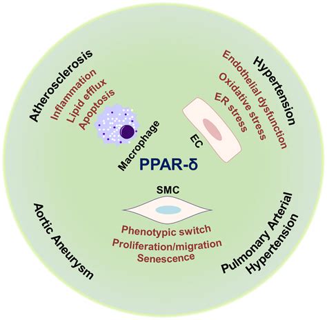 PPAR-δ: A key nuclear receptor in vascular function and remodeling - Journal of Molecular and ...