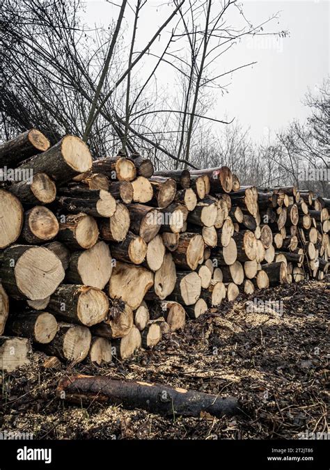 Log pile of hardwood timber in a forest, side view Stock Photo - Alamy