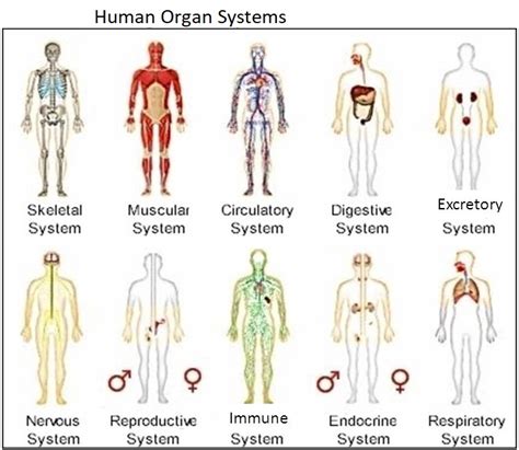 The Cell - Form 1 Biology Notes - EasyElimu: Learning Simplified