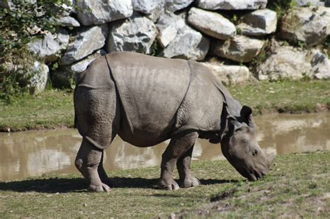 gray rhino free image | Peakpx