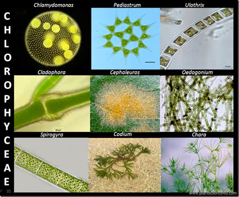 Green Algae | Definition and Classification